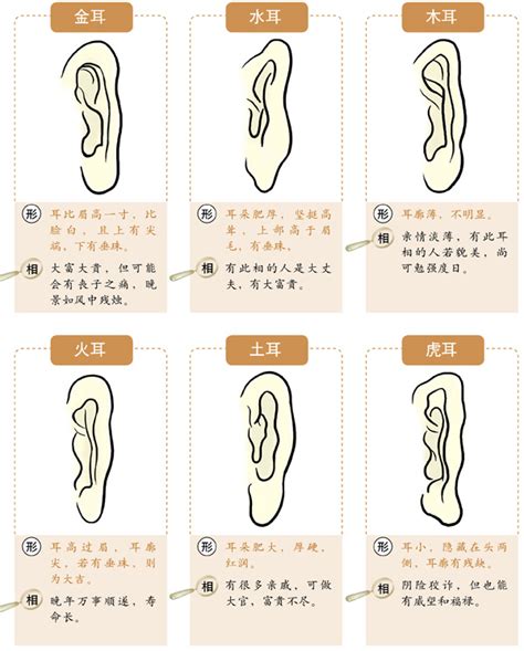 耳垂小 面相|十六种耳朵面相图文分析三六风水网